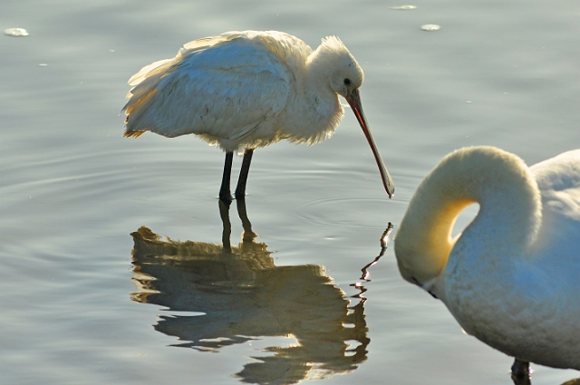 08 02 15_1418_edited-1.jpg - SPOONBILL - HOLES BAY, POOLE HARBOUR - 12.2.